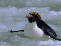 Macaroni Penguin