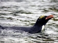 Macaroni Penguin