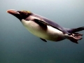 Macaroni Penguin