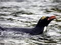 Macaroni Penguin