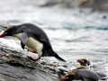 Macaroni Penguin