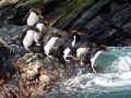 Macaroni Penguin