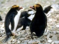Macaroni Penguin