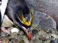 Macaroni Penguin