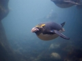Macaroni Penguin