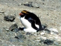 Macaroni Penguin