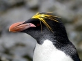 Macaroni Penguin