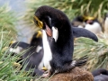 Macaroni Penguin