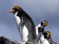 Macaroni Penguin