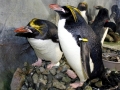 Macaroni Penguin