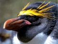 Macaroni Penguin