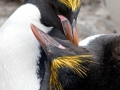 Macaroni Penguin