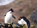 Macaroni Penguin