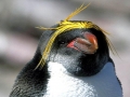 Macaroni Penguin
