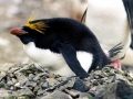 Macaroni Penguin
