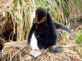 Macaroni Penguin