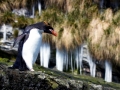 Macaroni Penguin