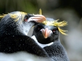 Macaroni Penguin