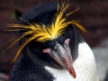 Macaroni Penguin