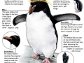 Macaroni Penguin