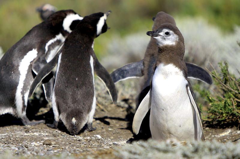 Magellanic Penguin