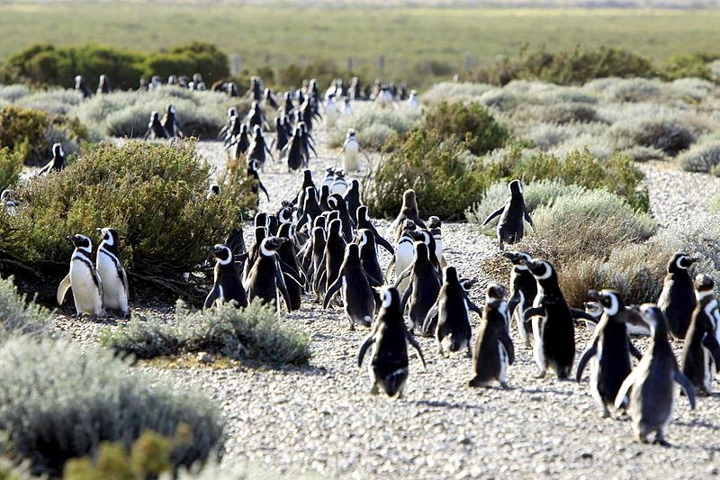 Magellanic Penguin