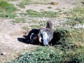 Magellanic Penguin
