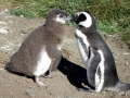 Magellanic Penguin
