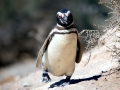 Magellanic Penguin