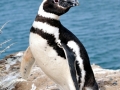 Magellanic Penguin