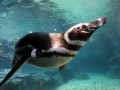 Magellanic Penguin