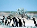 Magellanic Penguin