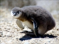 Magellanic Penguin