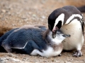 Magellanic Penguin