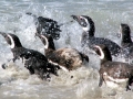 Magellanic Penguin