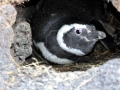 Magellanic Penguin