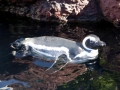 Magellanic Penguin