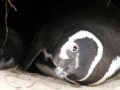 Magellanic Penguin