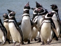 Magellanic Penguin