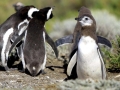 Magellanic Penguin