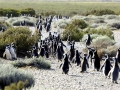 Magellanic Penguin