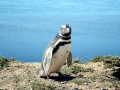 Magellanic Penguin