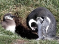 Magellanic Penguin