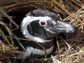 Magellanic Penguin