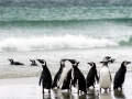 Magellanic Penguin