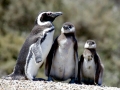 Magellanic Penguin