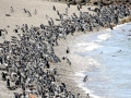 Magellanic Penguin