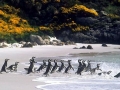 Magellanic Penguin