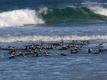 Magellanic Penguin