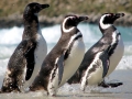 Magellanic Penguin
